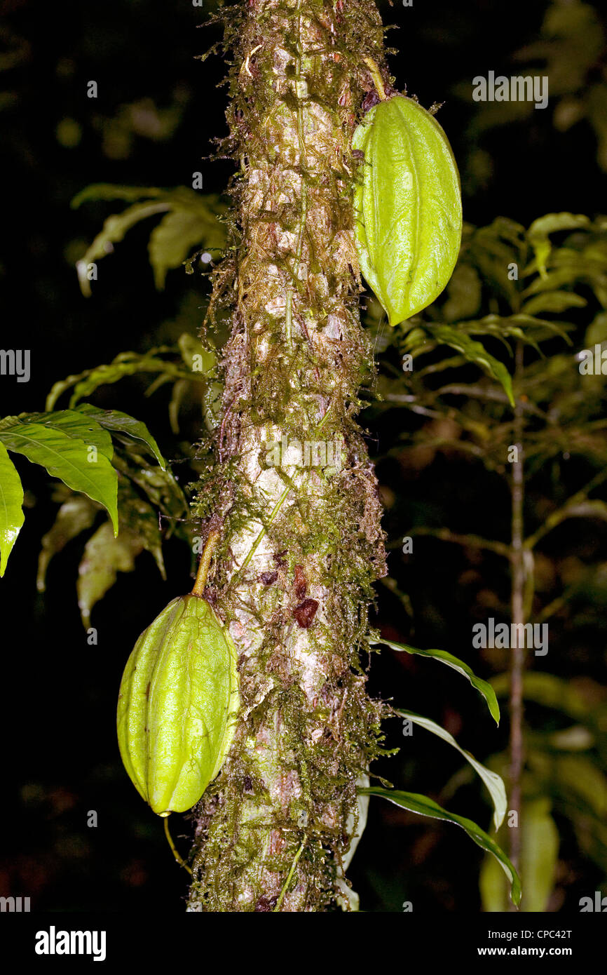 A wild species of cocoa (Theobroma sp.) in the Ecuadorian Amazon Stock Photo