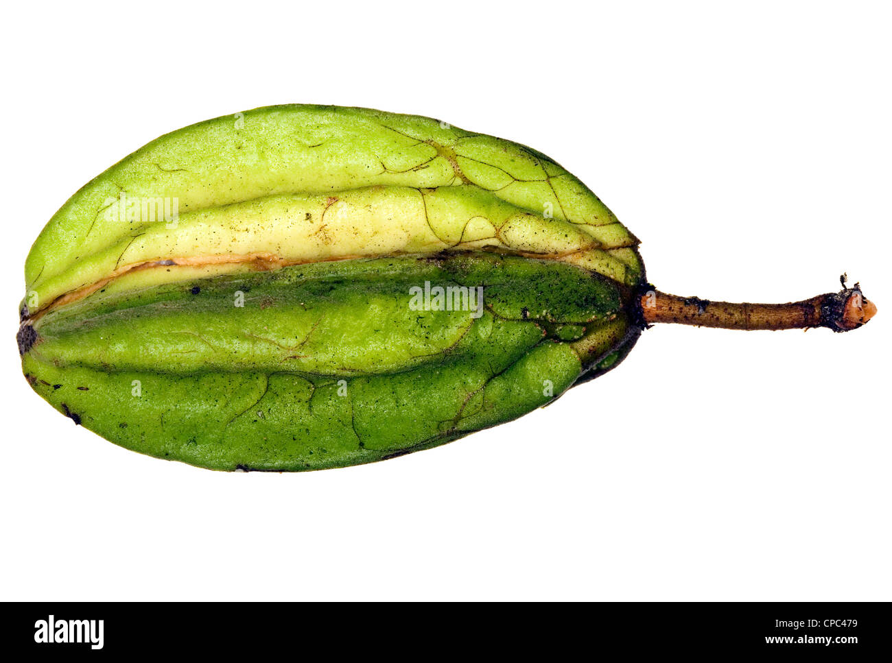 Pod of a wild cocoa species from the Amazon Stock Photo Alamy