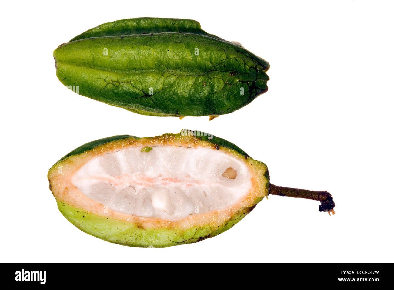 Theobroma species hires stock photography and images Alamy