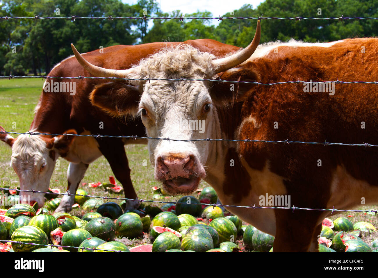 Cows in Florida eating watermelon in the hot sun Stock Photo Alamy
