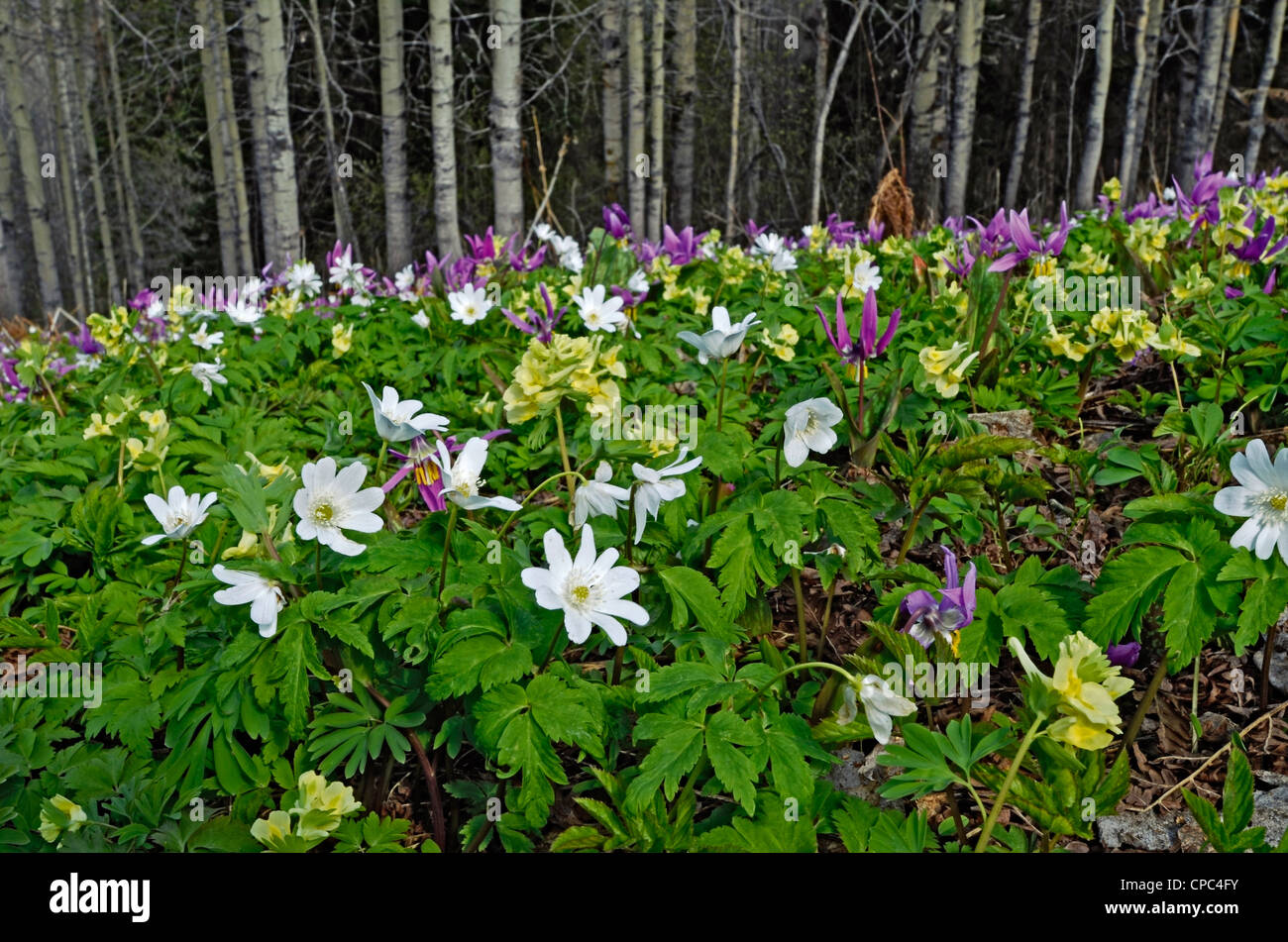 Wild Alpine Flowers Corydalis ,  Dens Canis Erythronium and Anemone altaica Altai krai Russia Siberia Stock Photo