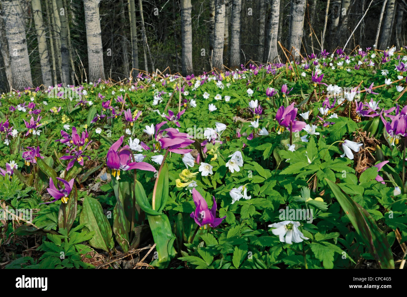 Wild Alpine Flowers Dens Canis Erythronium and Anemone altaica . Altai krai Russia Siberia Stock Photo