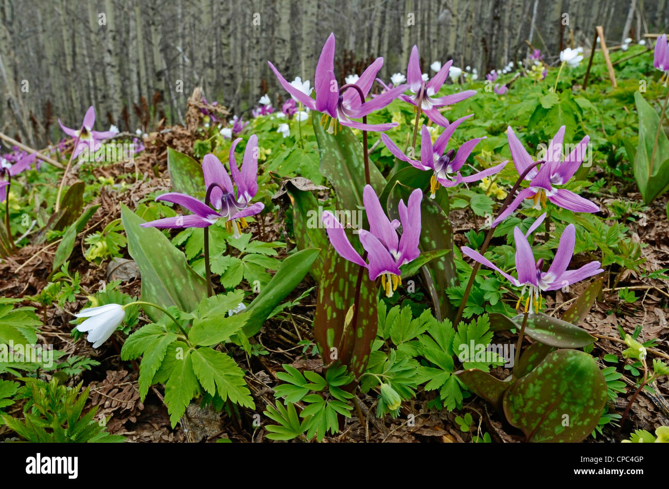 Wild Alpine Flowers Dens Canis Erythronium and Anemone altaica Altai krai Russia Siberia Stock Photo