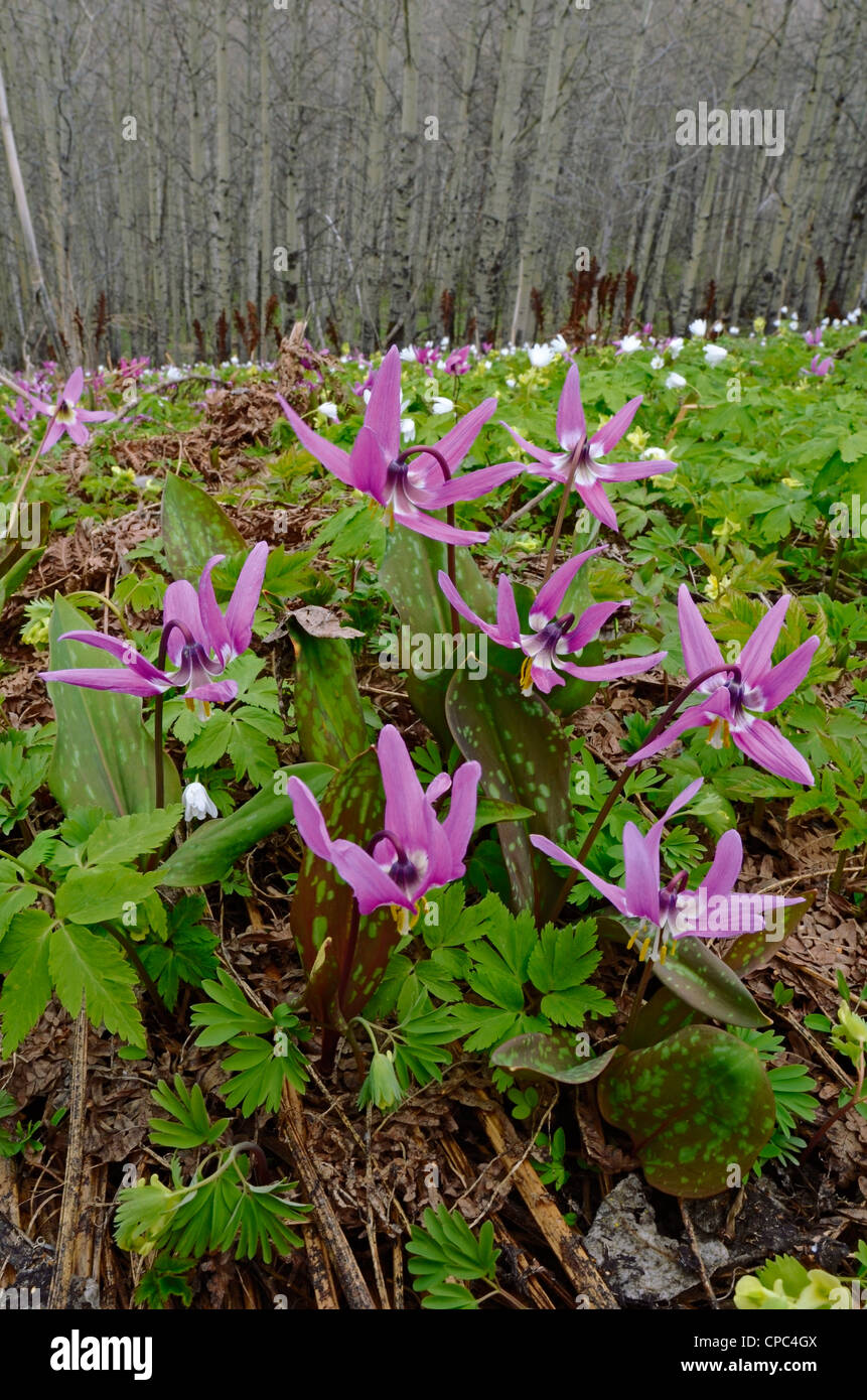 Wild Alpine Flowers Dens Canis Erythronium and Anemone altaica . Altai krai Russia Siberia Stock Photo