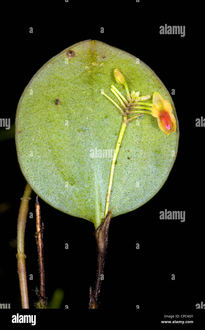 Minature orchid (Lepanthes sp.) growing in cloudforest, Ecuador Stock Photo