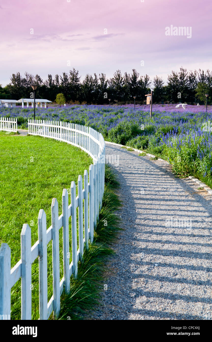 Garden path through lavender field Stock Photo
