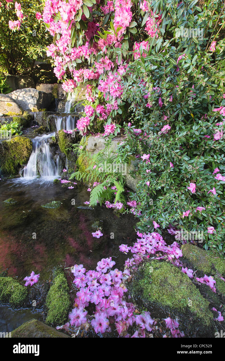 Rhododendron Flowers Blooming in Spring Season by Waterfall Stock Photo