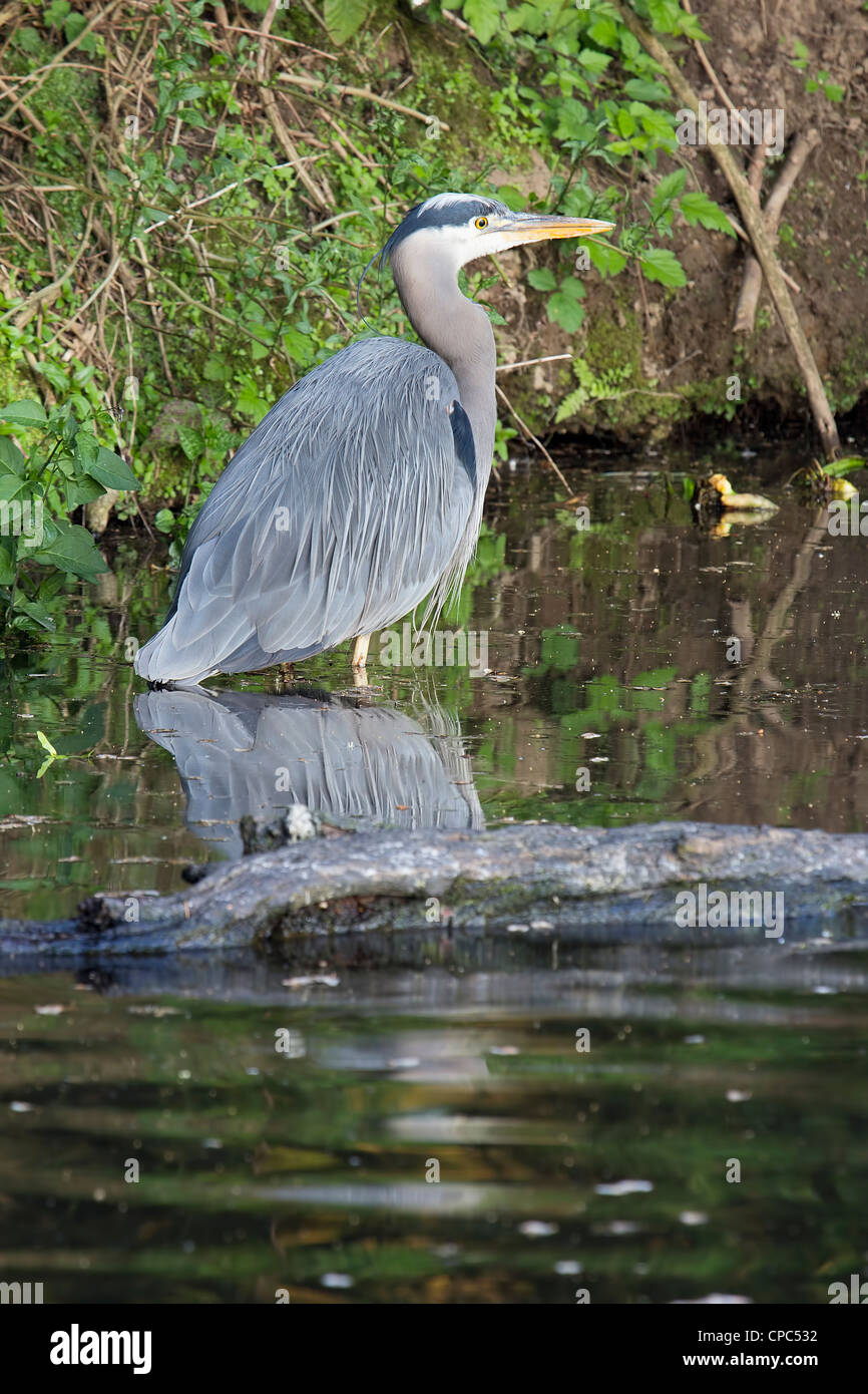 Great Blue Heron Standing in Water of Wetlands in Oregon Stock Photo