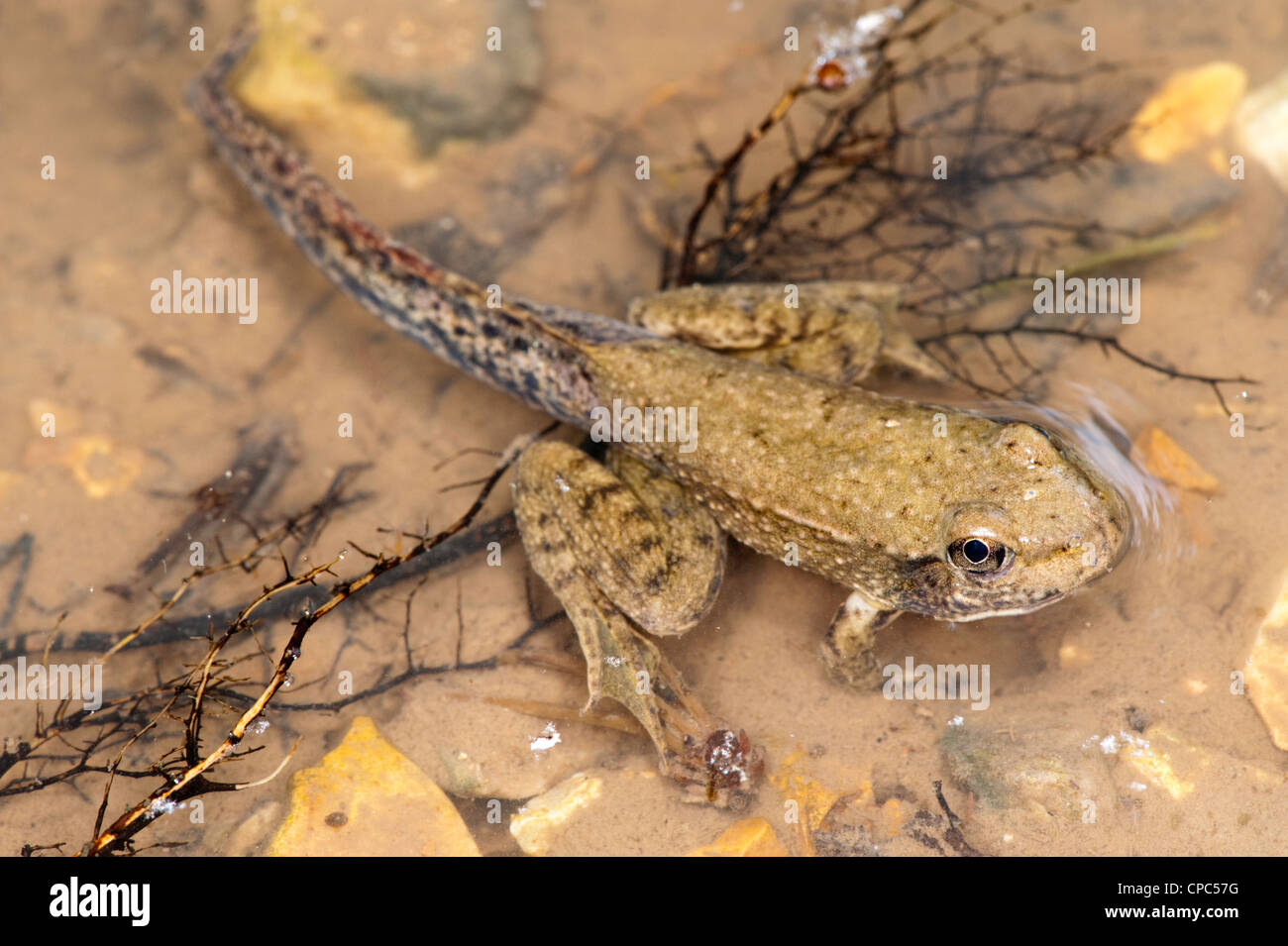 Southern Leopard Frog Lithobates sphenocephalus Prairie State Park