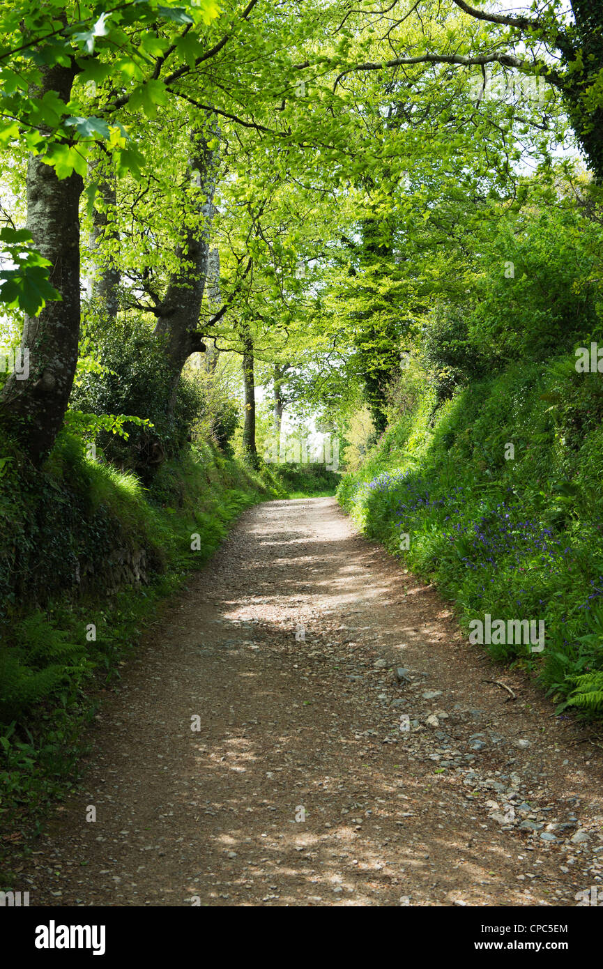 Green lane, Lost gardens of Heligan, Cornwall, England Stock Photo Alamy