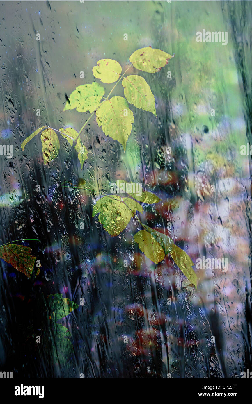 After the rain Stock Photo - Alamy
