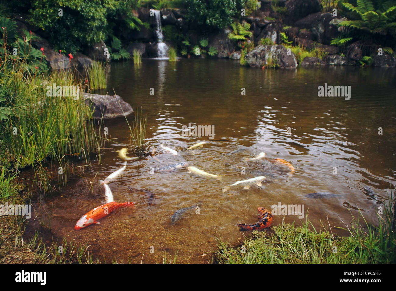Pond with Koi Carp, serene scene water Stock Photo