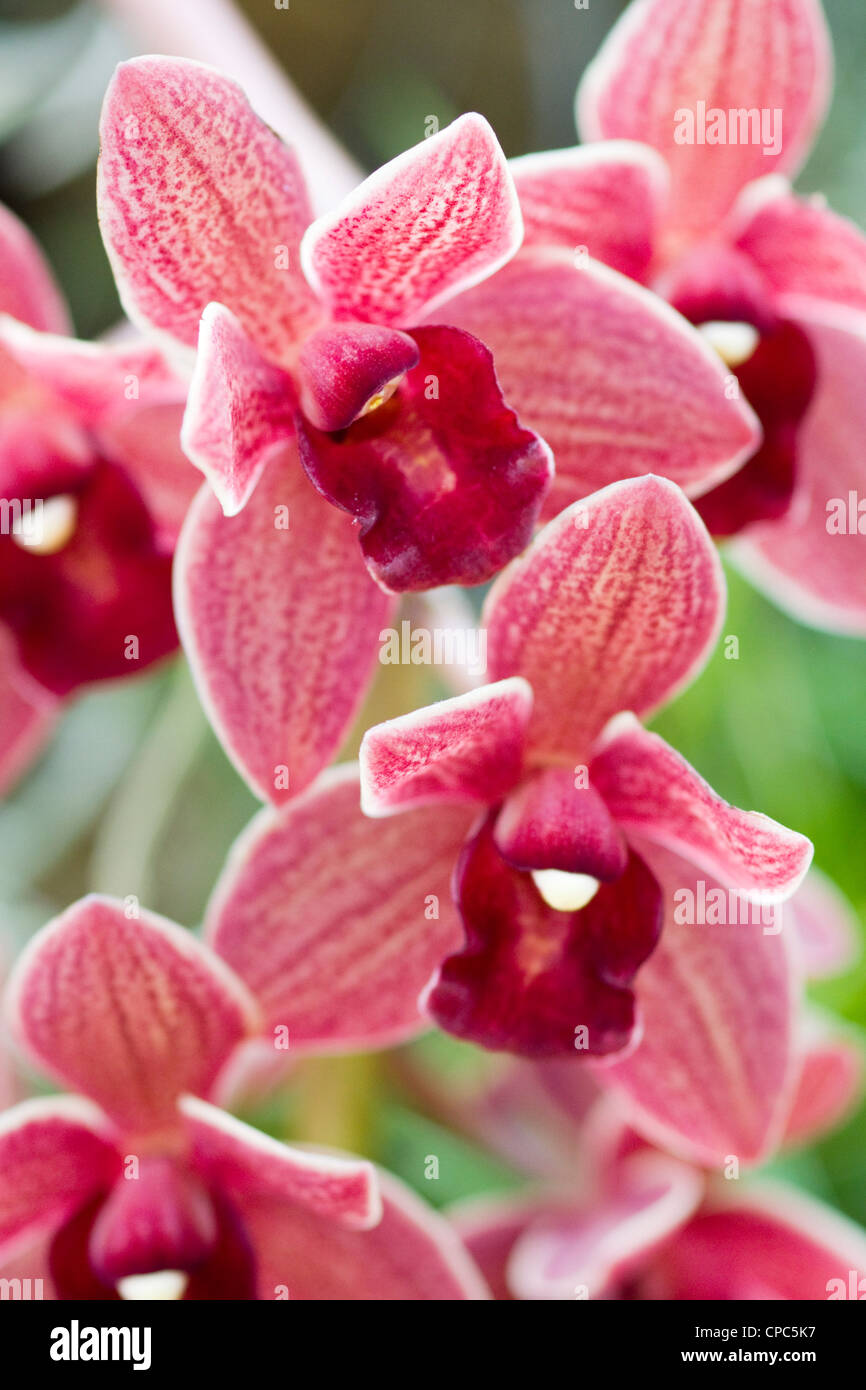 Close up of an Orchidaceae Orchid PInk Stock Photo