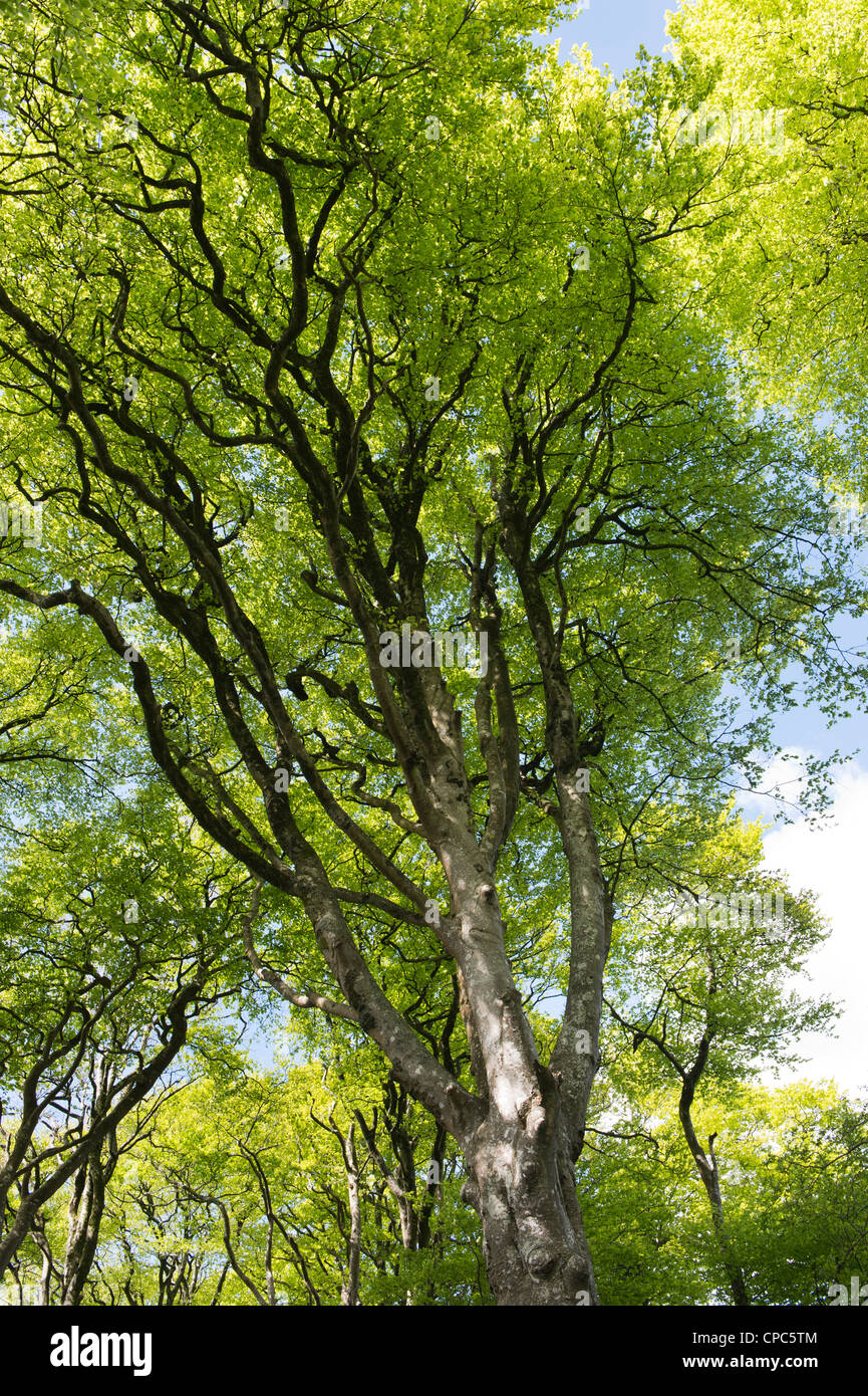 Fagus sylvatica. Beech trees in Devon countryside. England Stock Photo