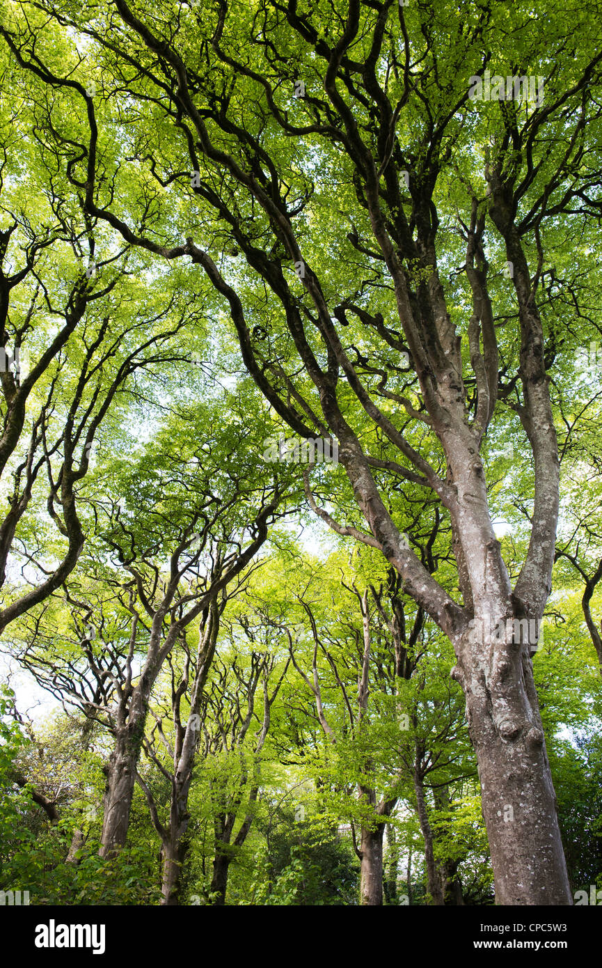 Fagus sylvatica. Beech trees in Devon countryside. England Stock Photo