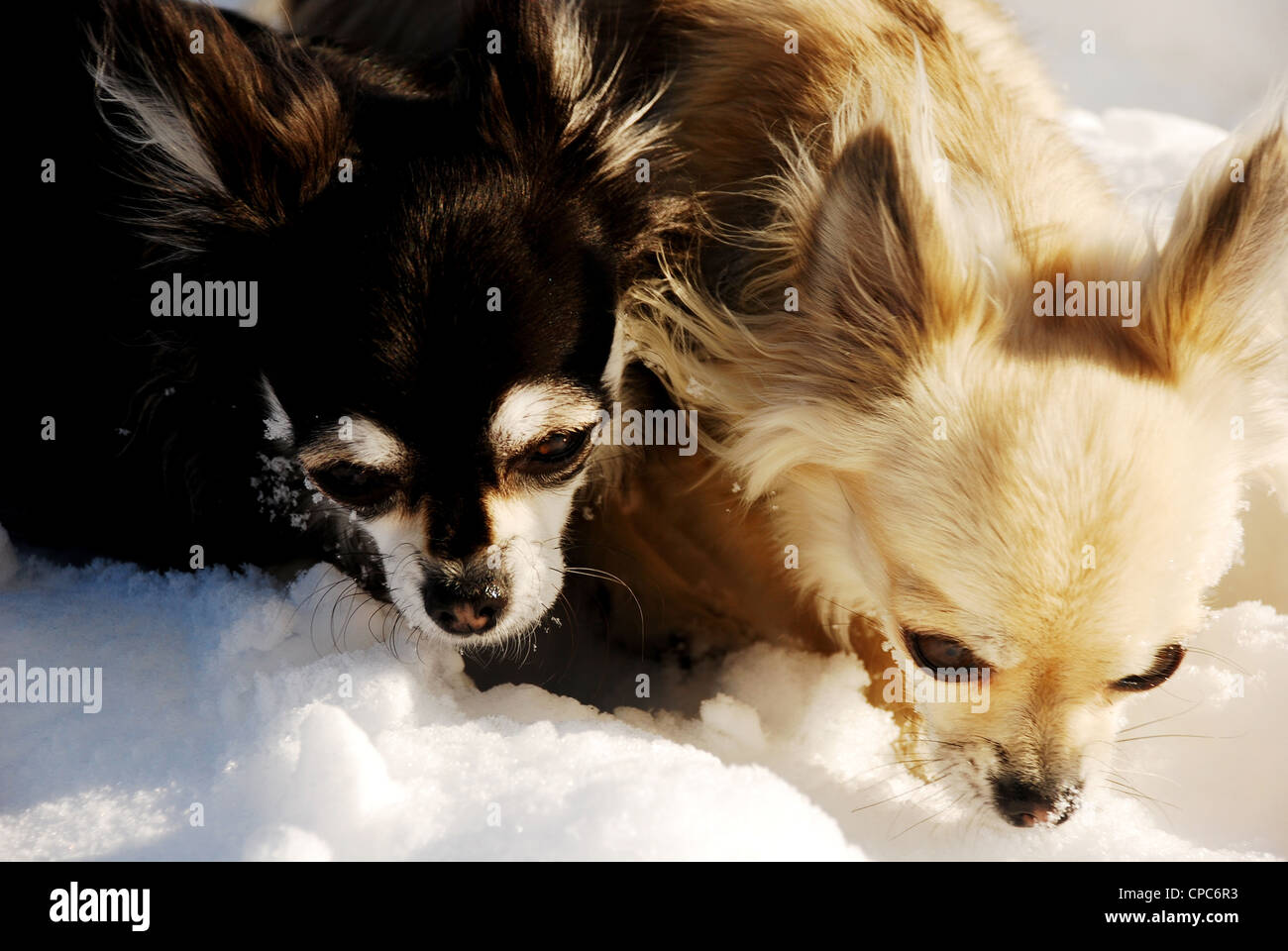 Long haired deer head chihuahua sales