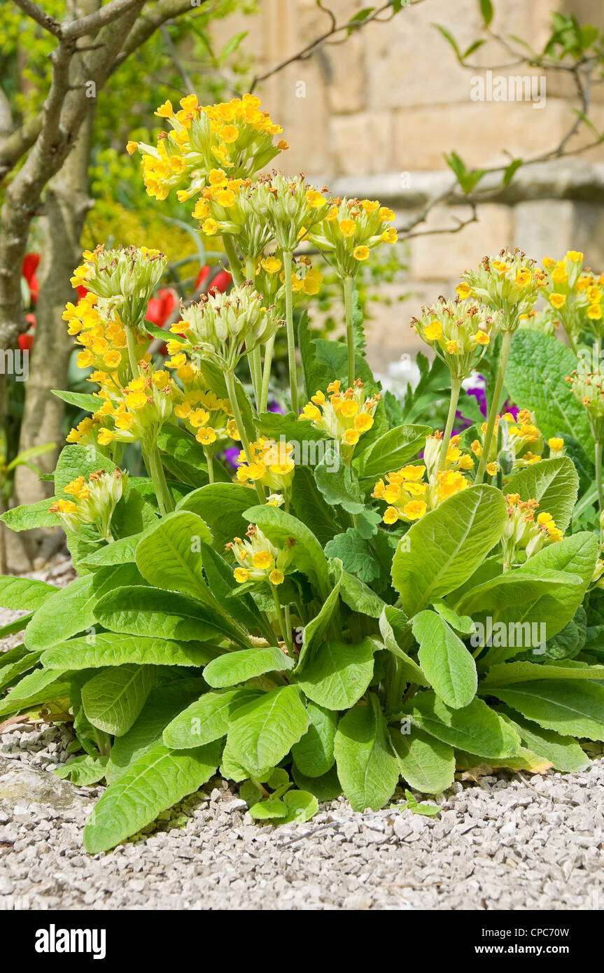 Close up of yellow primula primulas spring flowering flower flowers in rock garden England UK United Kingdom GB Great Britain Stock Photo