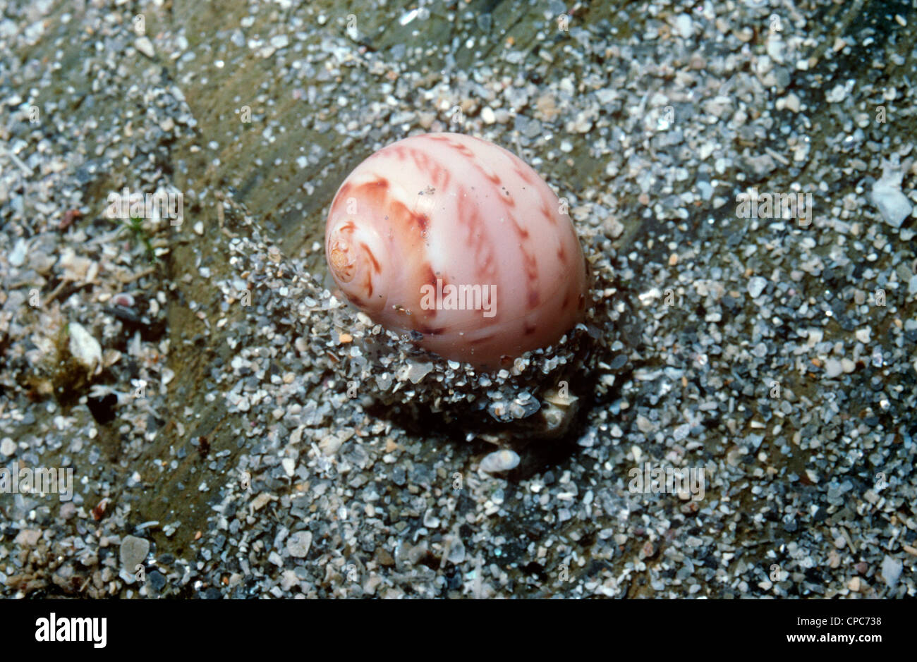 Alder's necklace shell (Polinices polianus / Euspira pulchella: Naticidae) burrowing into sand, UK Stock Photo