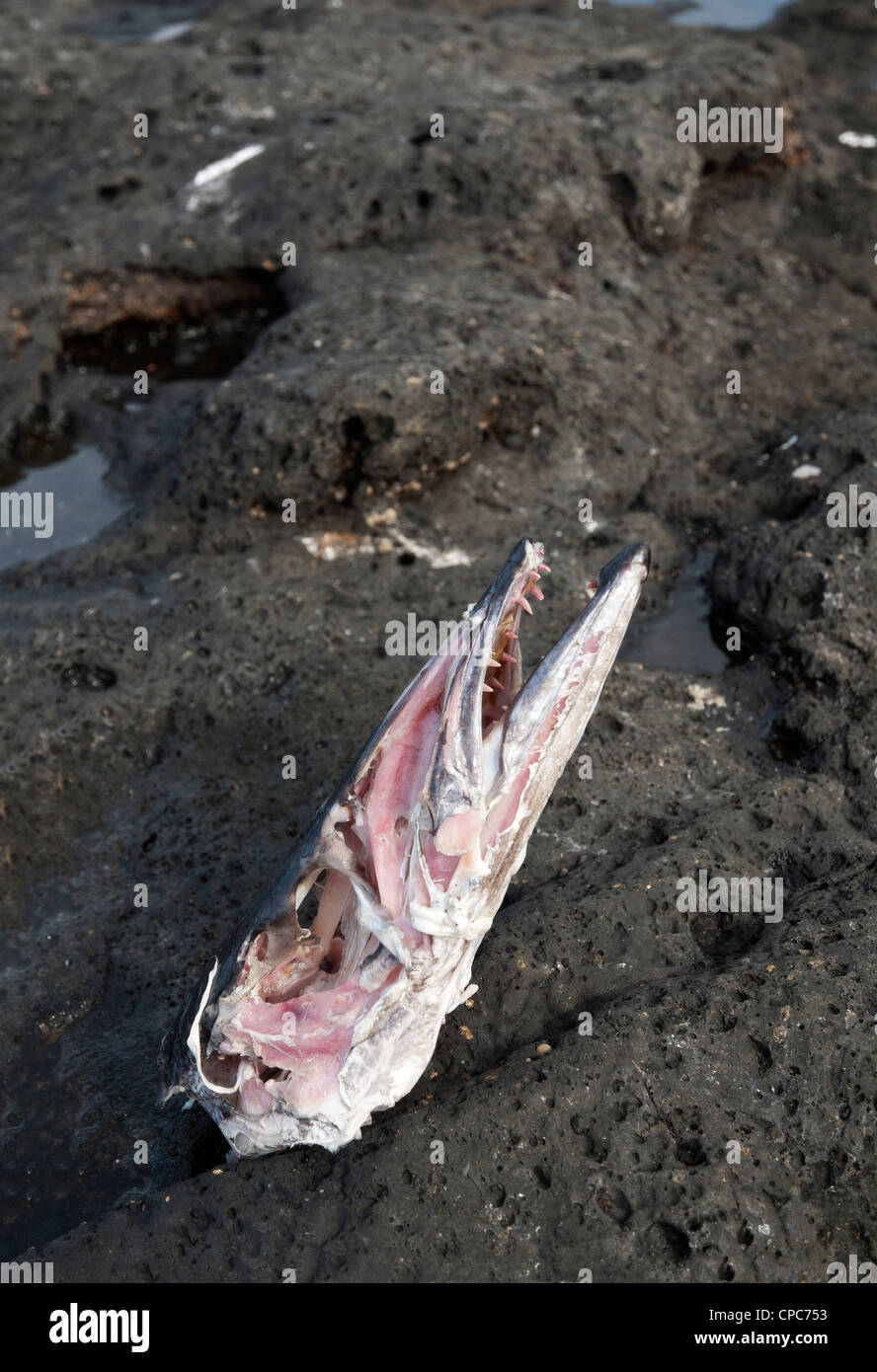 From gulls gnawed off head of a fish on the beach. Stock Photo