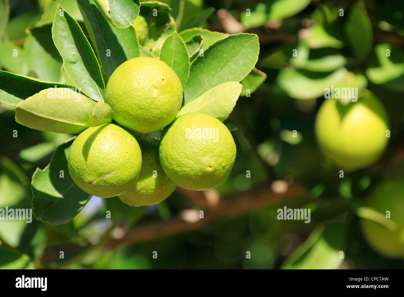 Oranges ripening on tree in gardens at Boschendal Estate, Franschhoek