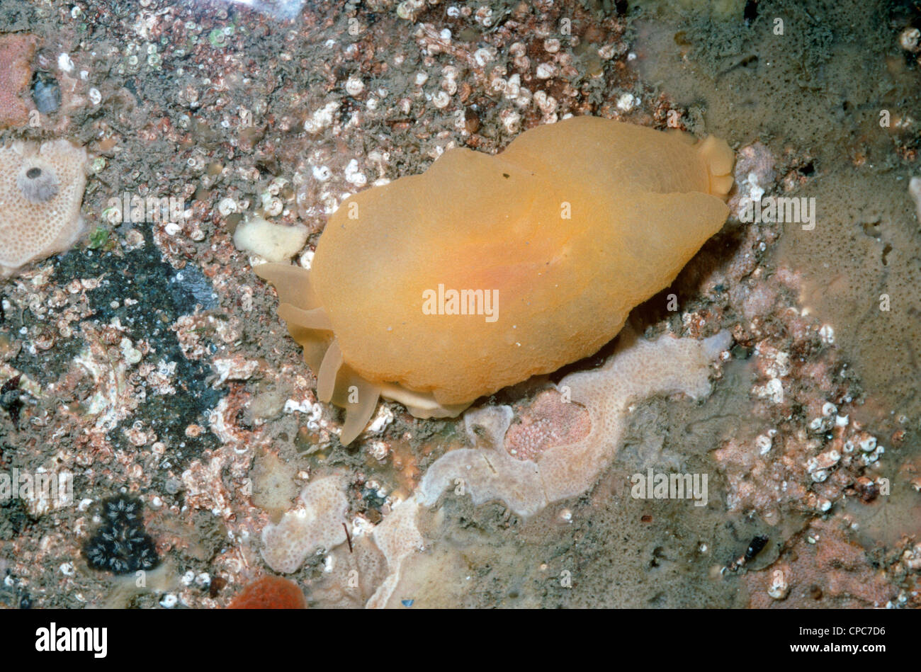Yellow-plumed sea slug (Berthella plumula: Pleurobranchidae) in a rockpool UK Stock Photo