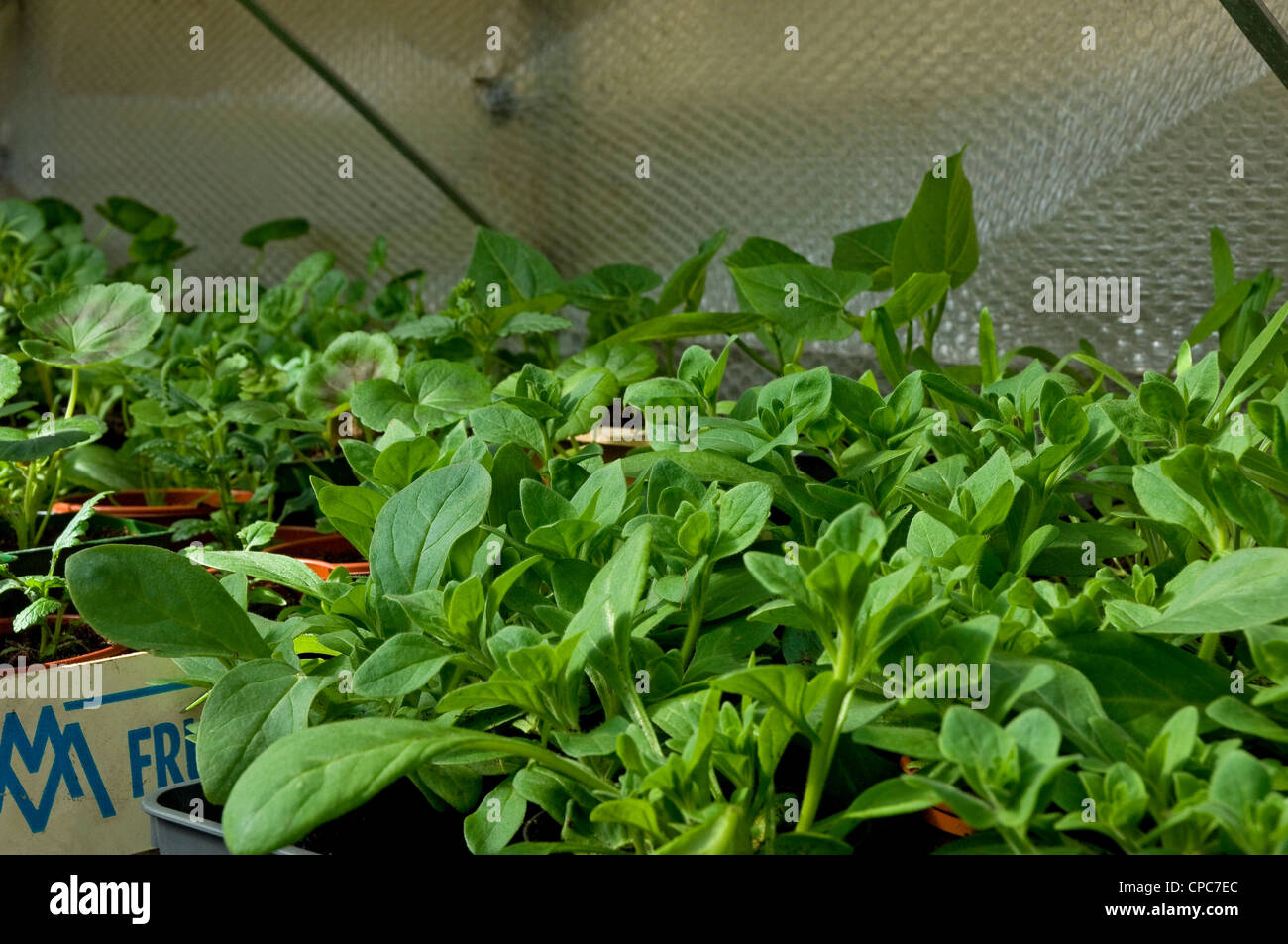 Young tender petunia bedding plants petunias plant growing in the greenhouse in spring England
