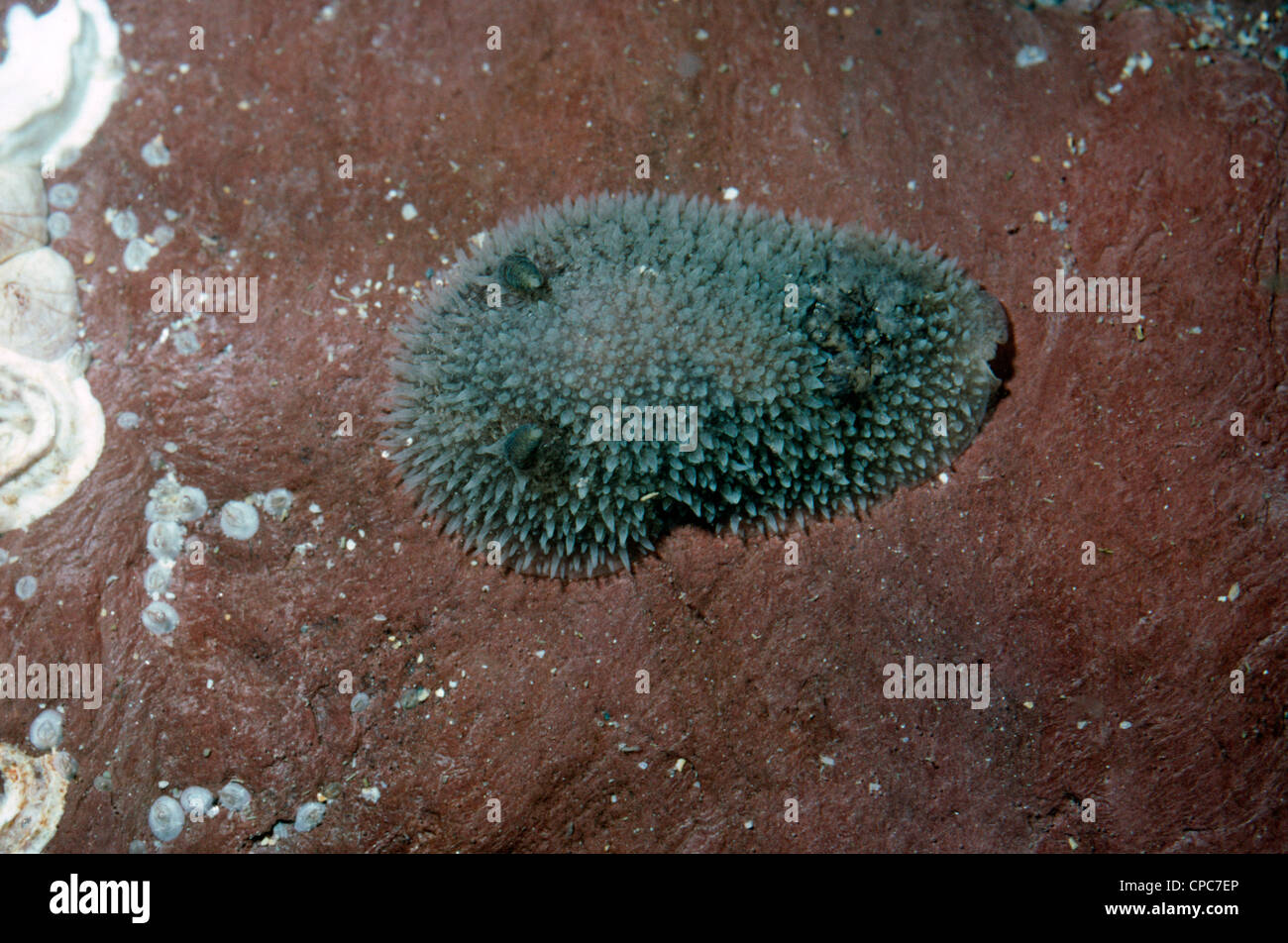 A sea slug (Acanthodoris pilosa: Onchidorididae) in a rockpool with gills extended, UK Stock Photo