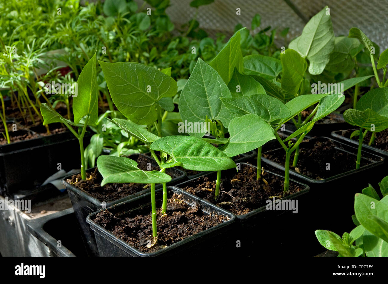 Close up of dwarf young green bean beans plant plants seedlings in pots growing under glass in a greenhouse England UK United Kingdom Great Britain Stock Photo