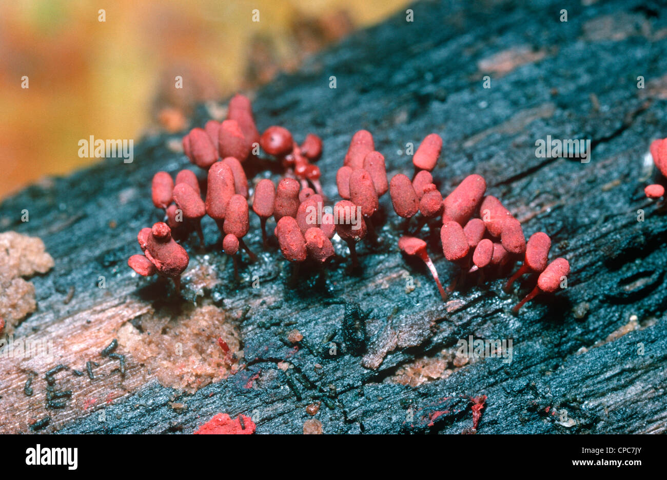 Slime mould (Arcyria denudata), fruiting bodies on a log, UK Stock Photo