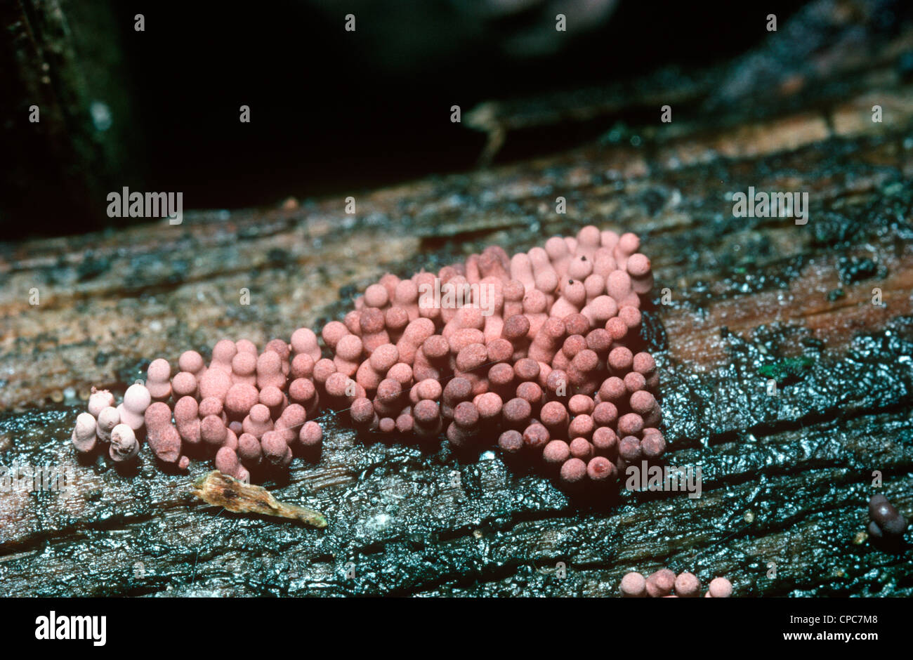 Slime mould (Arcyria incarnata) fruiting bodies on a log UK Stock Photo