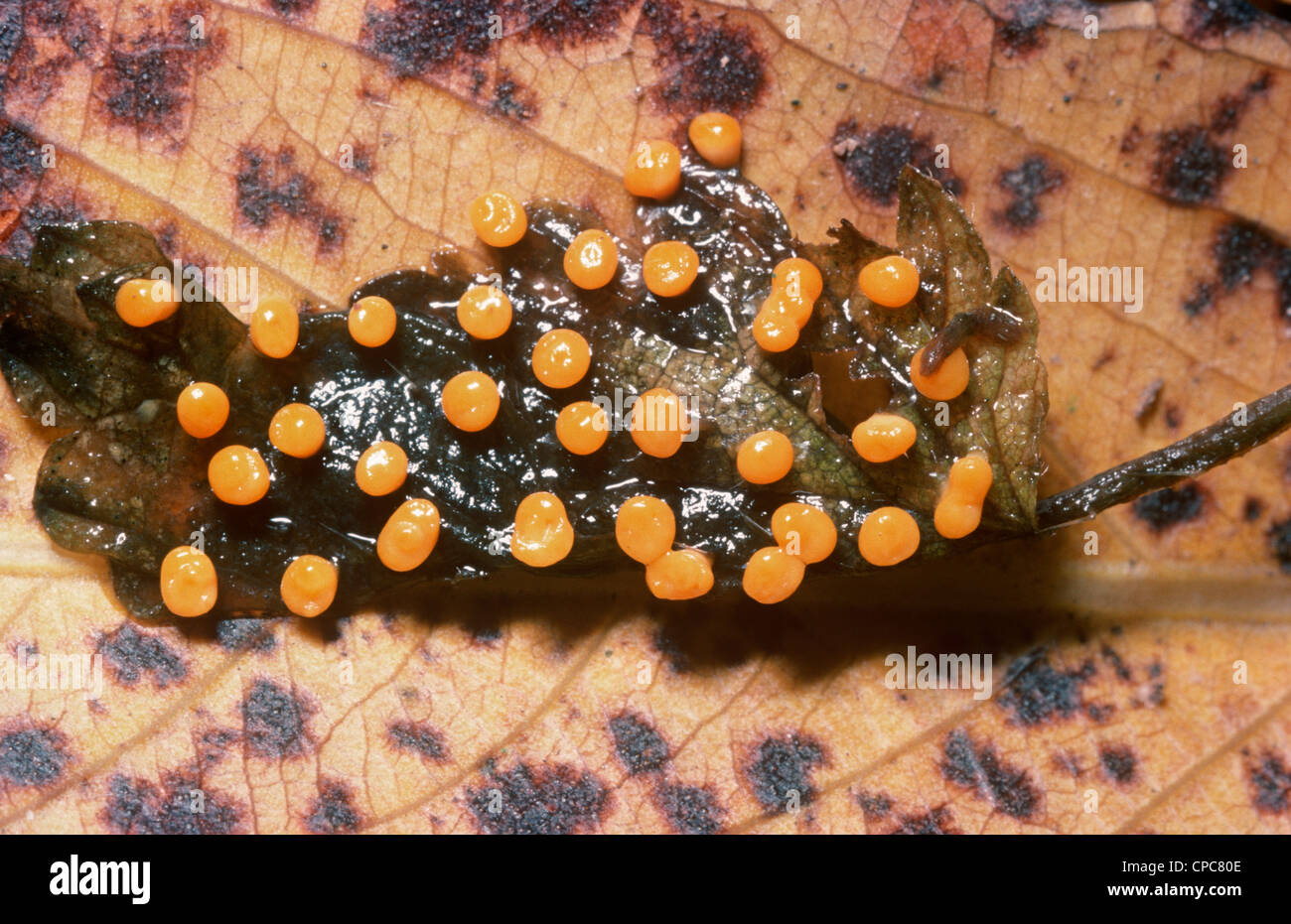 Slime mould (Craterium minutum), fruiting bodies on a fallen leaf UK Stock Photo