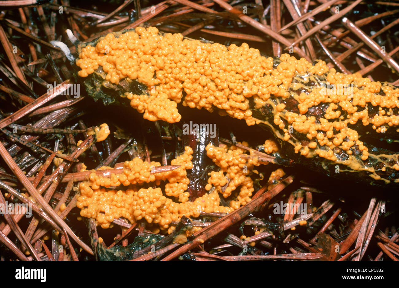 Slime mould (Leocarpus fragilis) plasmodium beginning to produce fruiting bodies, under pines UK Stock Photo