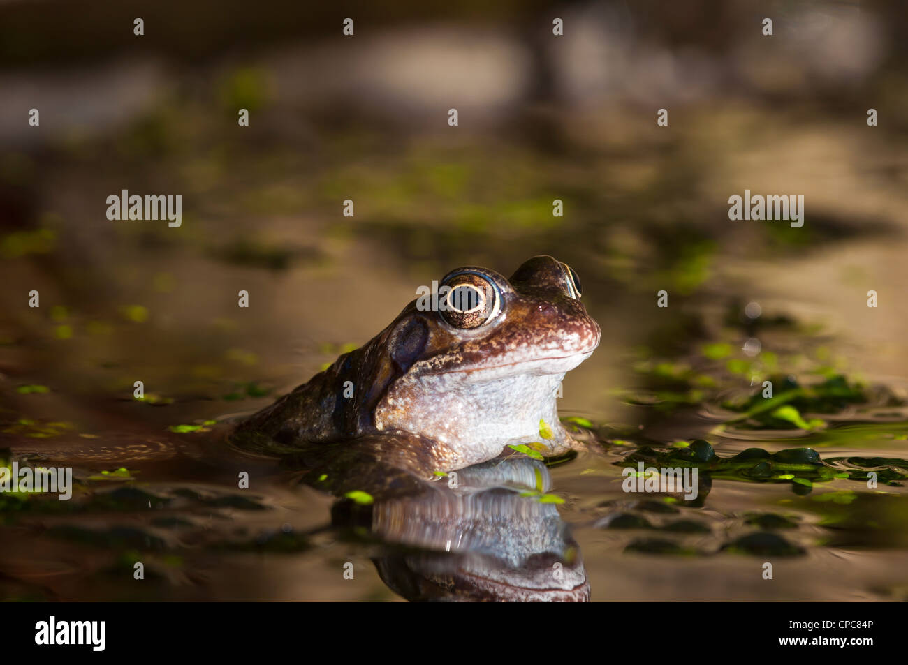Common Frog Rana temporaria Stock Photo