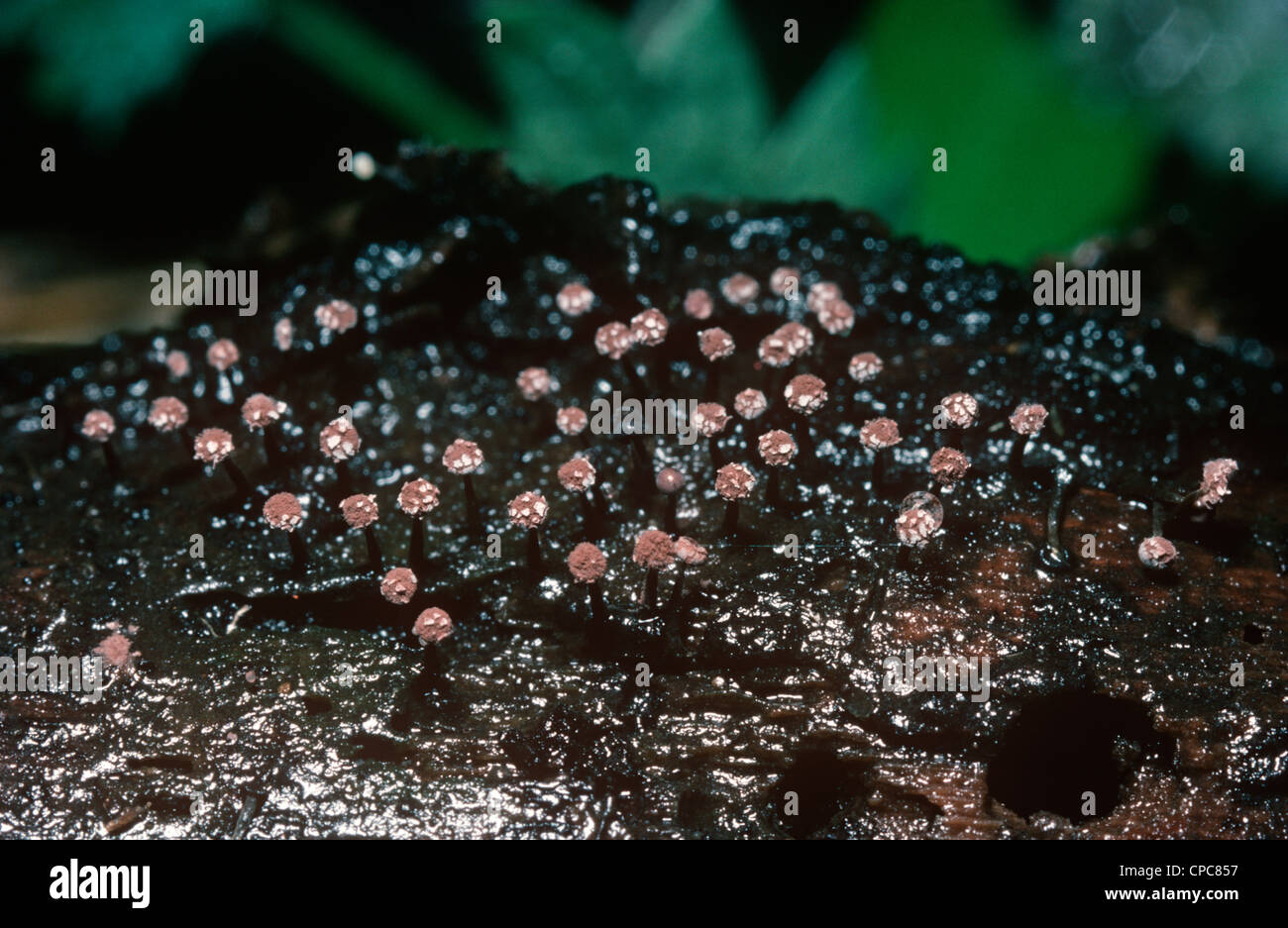 Phellinus ferreus slime mould or myxomycete fruiting bodies on a log UK Stock Photo
