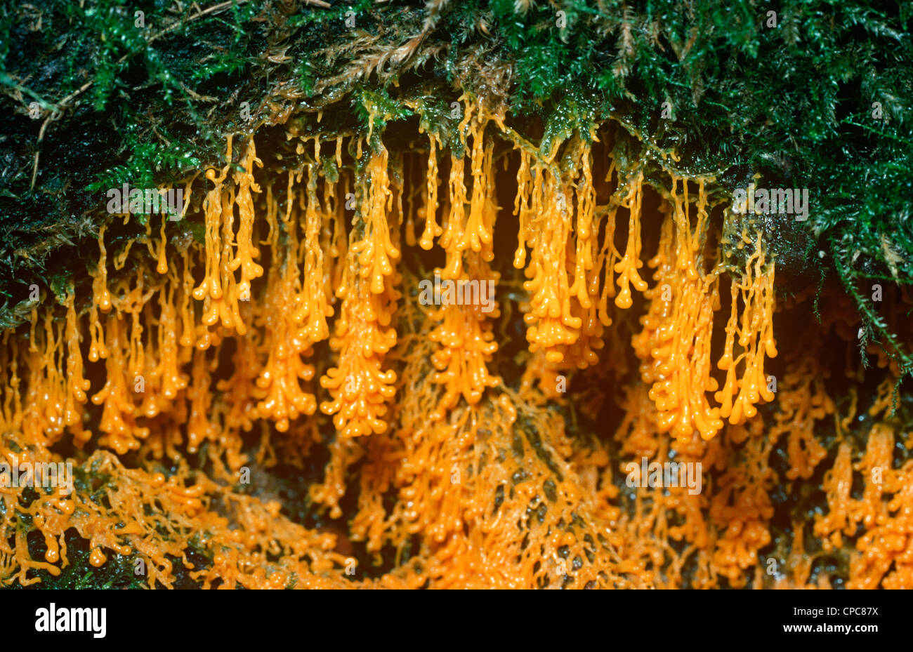 Slime mould (Physarum cinereum) fruiting bodies, on a log UK Stock Photo
