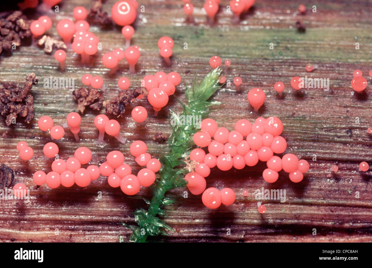 Slime mould (Trichia decipiens) fruiting bodies on a log UK Stock Photo