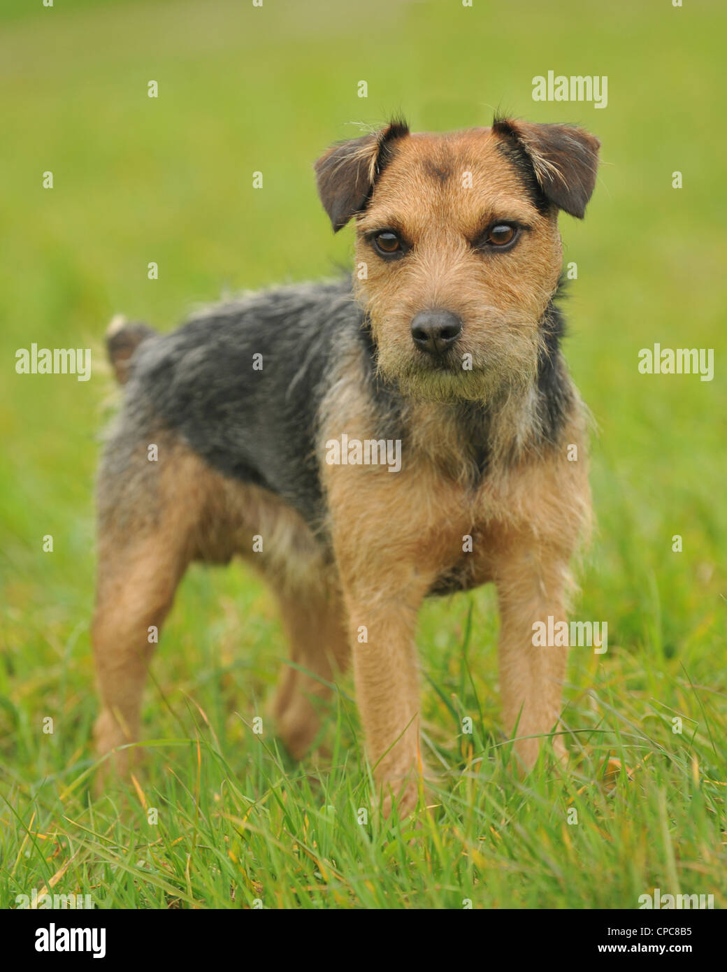 fox terrier x lakeland