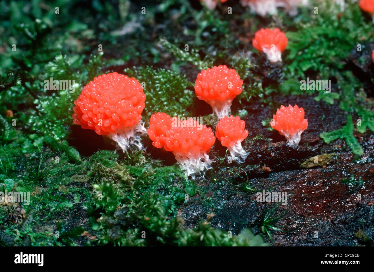 Slime mould fruiting bodies on a log in rainforest Malaysia Stock Photo