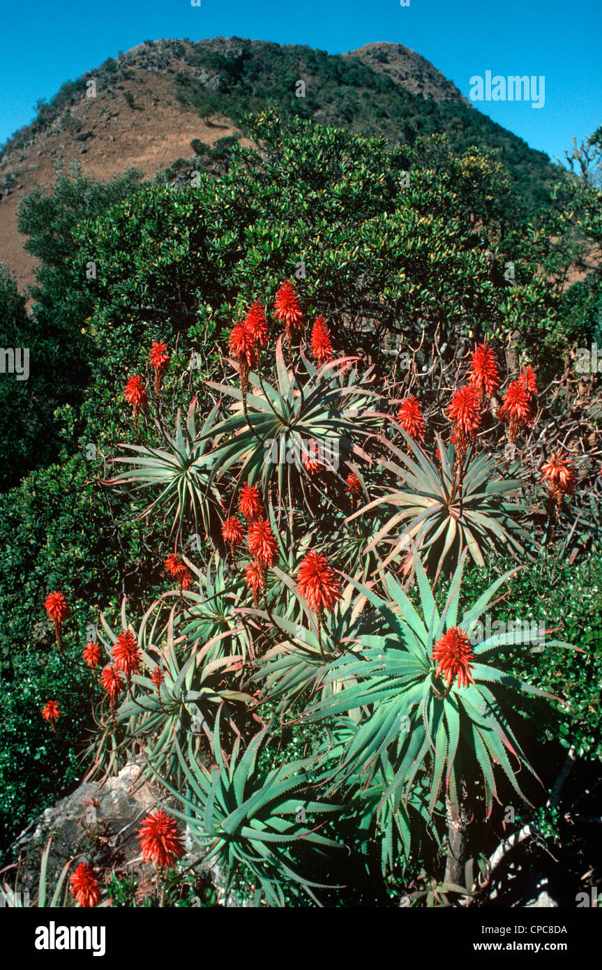 Aloe arborescens (Liliaceae) Transvaal, South Africa Stock Photo