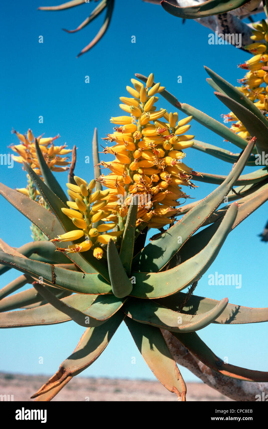 Aloe dichotoma, Tree aloe or Quiver tree (Liliaceae), Namaqualand Namibia Stock Photo