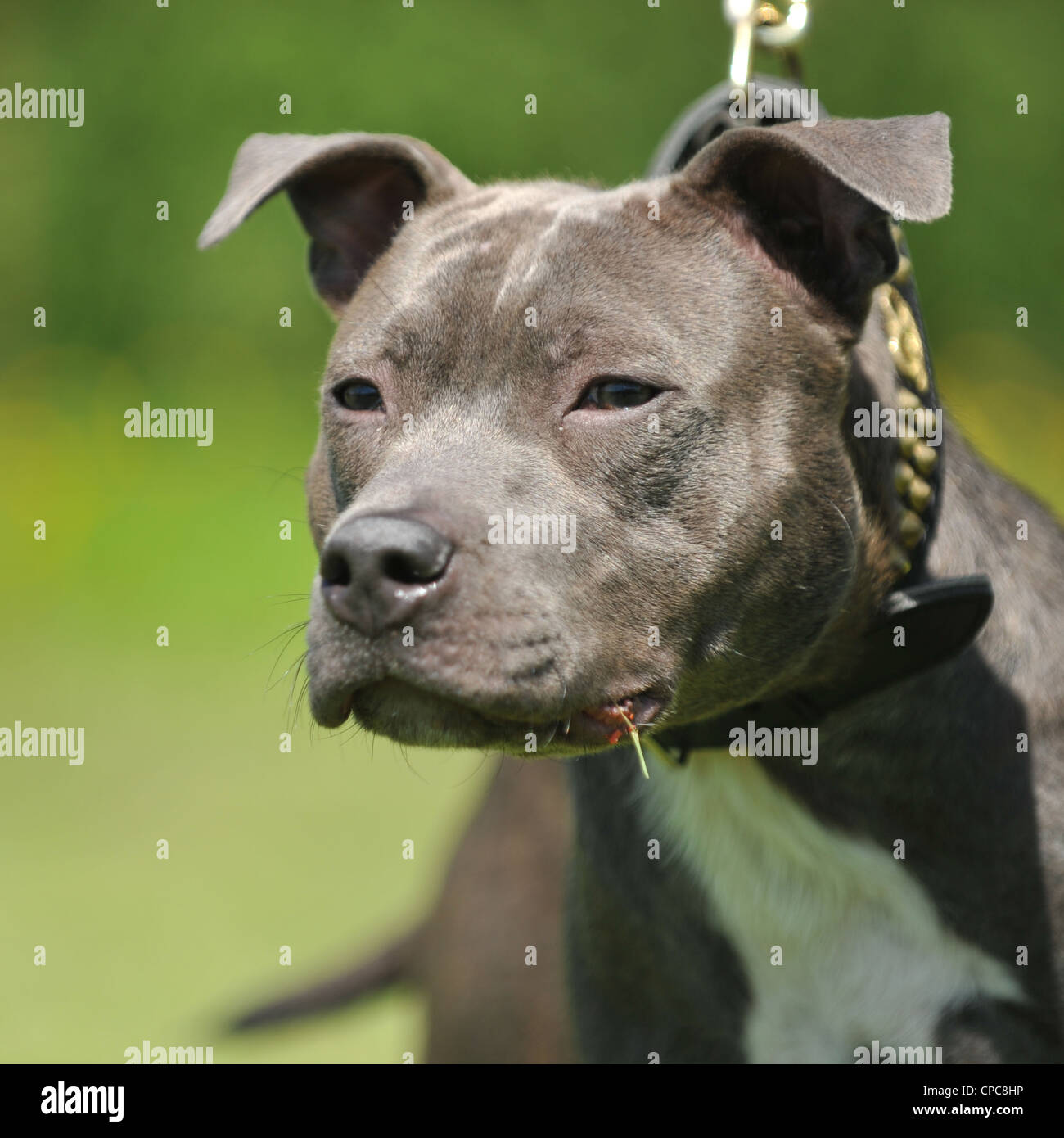 blue staffordshire bull terrier x pitbull Stock Photo