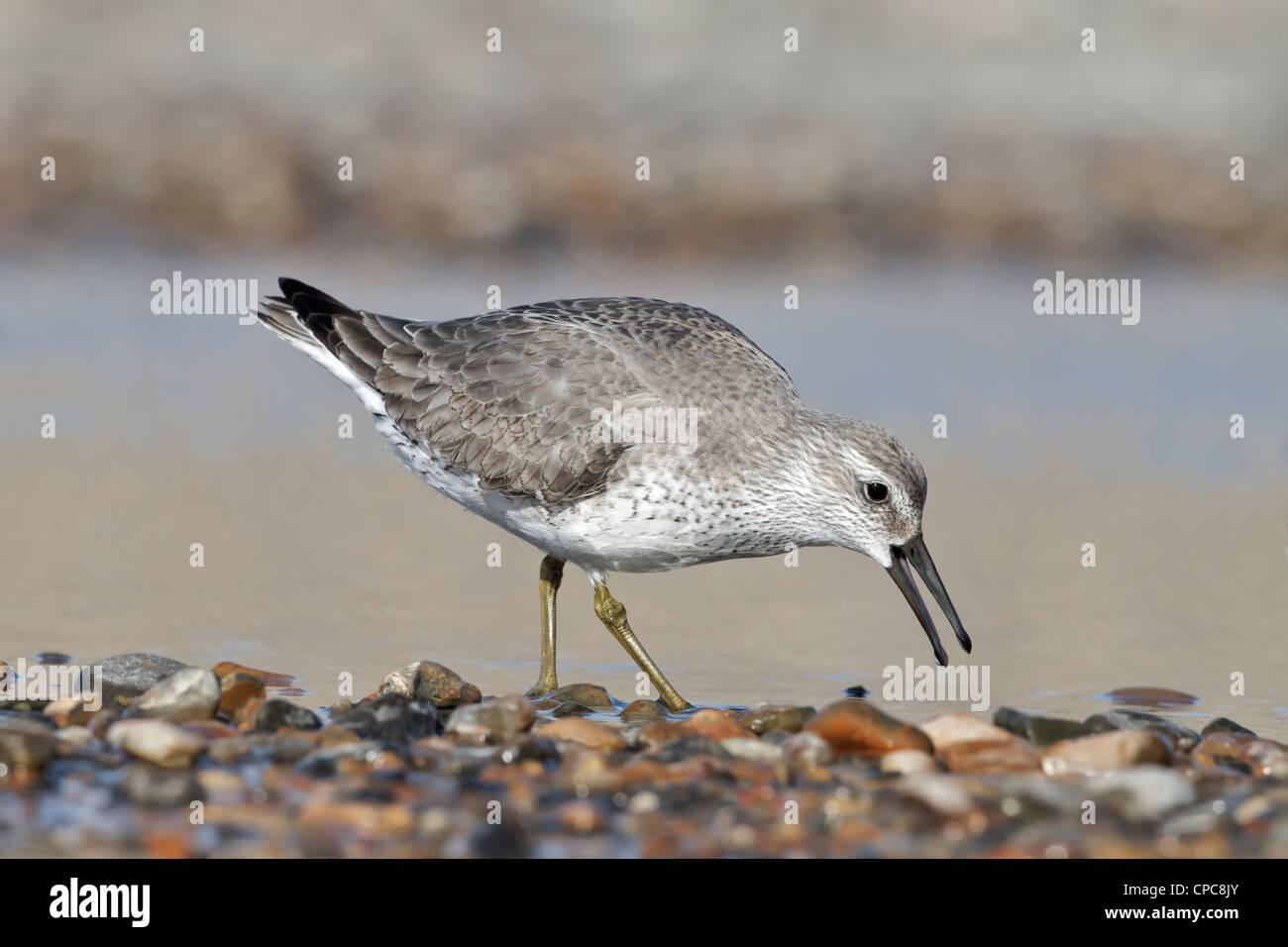 Winter plumage Knot/ Red Knot aggressive posture Stock Photo