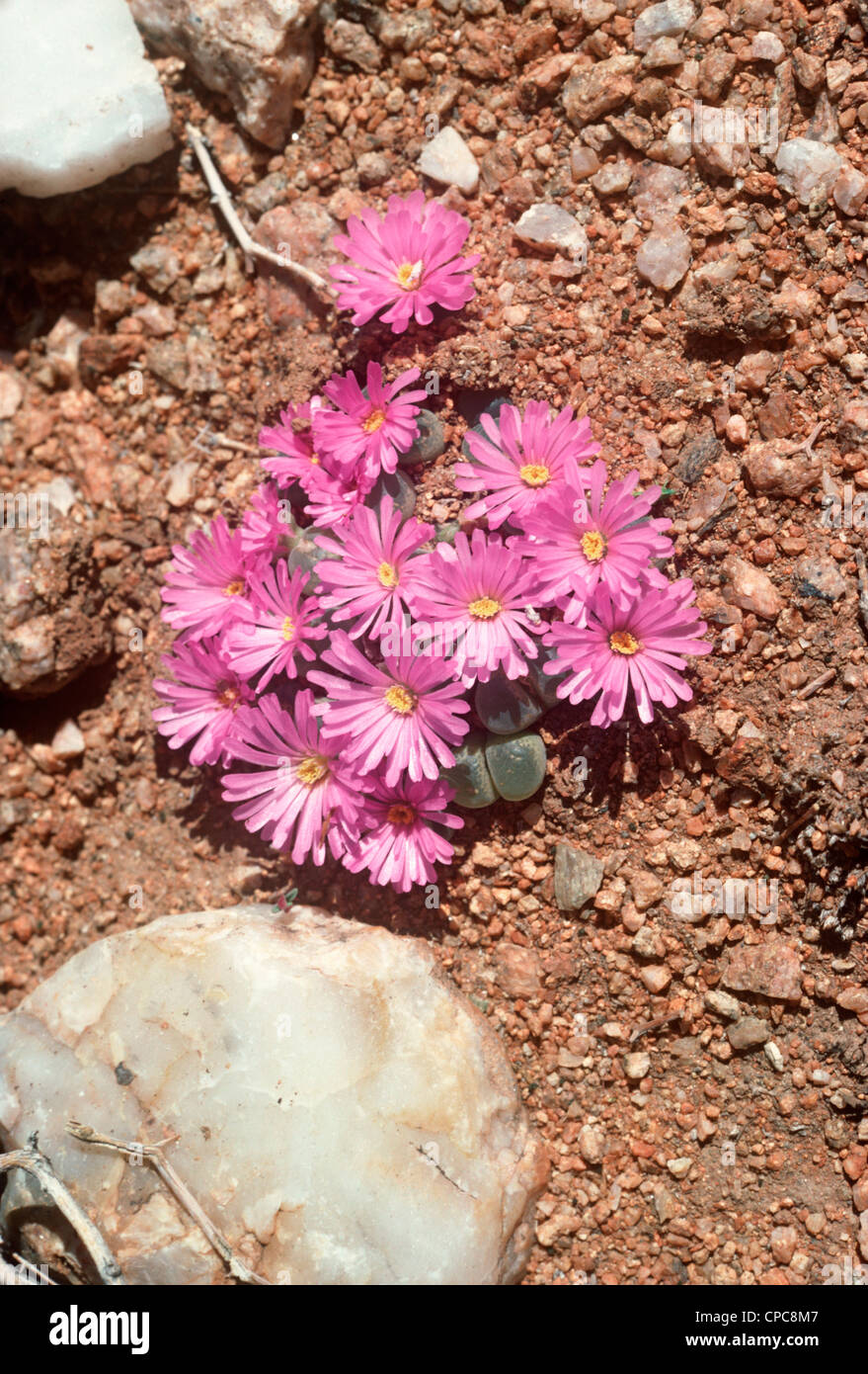 Conophytum succulent (Conophytum praesectum) flowering in winter in desert, Pofadder South Africa Stock Photo