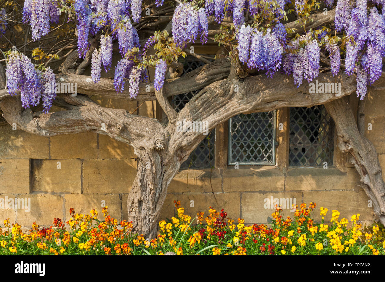 wisteria on a house wall in the village of broadway the cotswolds england gb uk eu europe Stock Photo