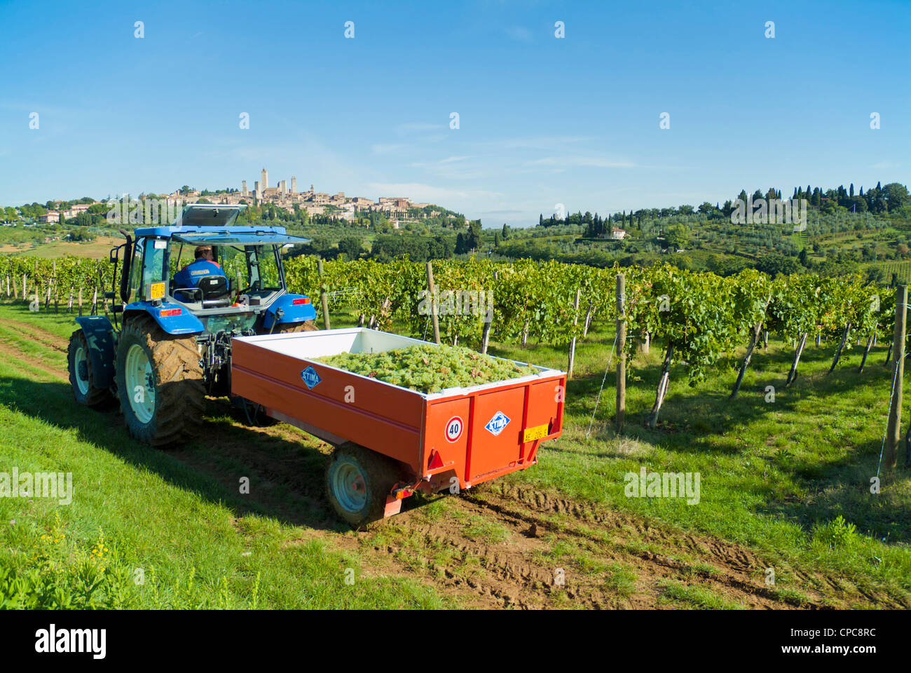Collecting Grapes in vineyard near San gimignano Tuscany Italy EU Europe Stock Photo