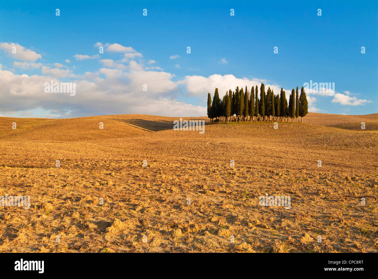 Famous Grove of Cypress trees Val d'Orcia near San Quirico d'Orcia Tuscany Italy EU Europe Stock Photo