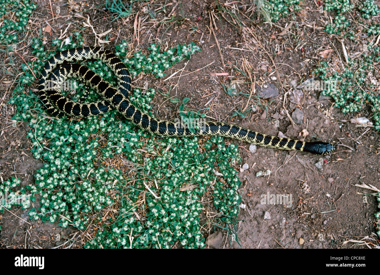 Lampropeltis getulus splendida hi-res stock photography and images - Alamy