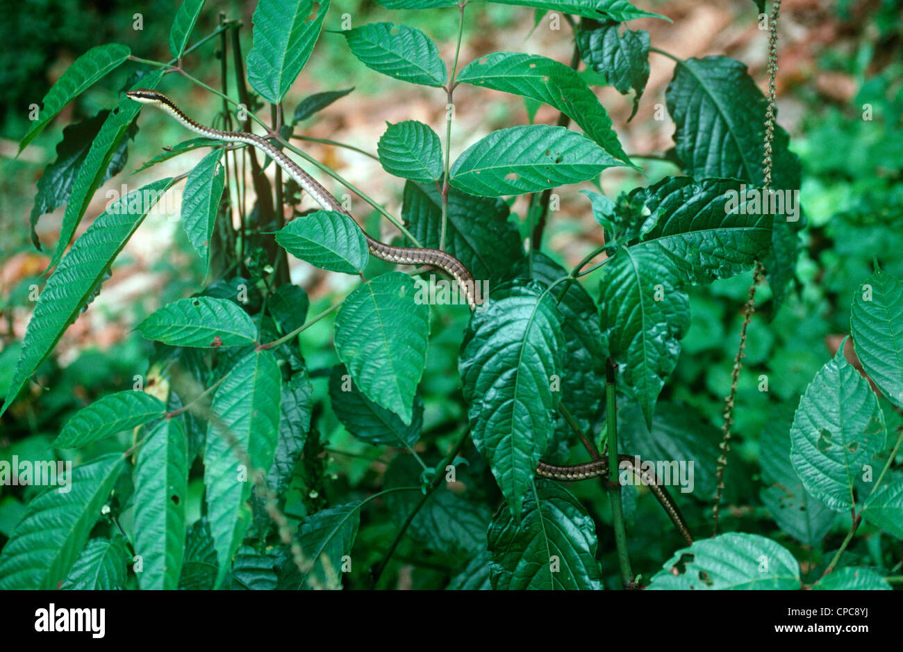 Brown tree snake (Boiga irregularis: Colubridae) in rainforest Sumatra. Invasive species Stock Photo