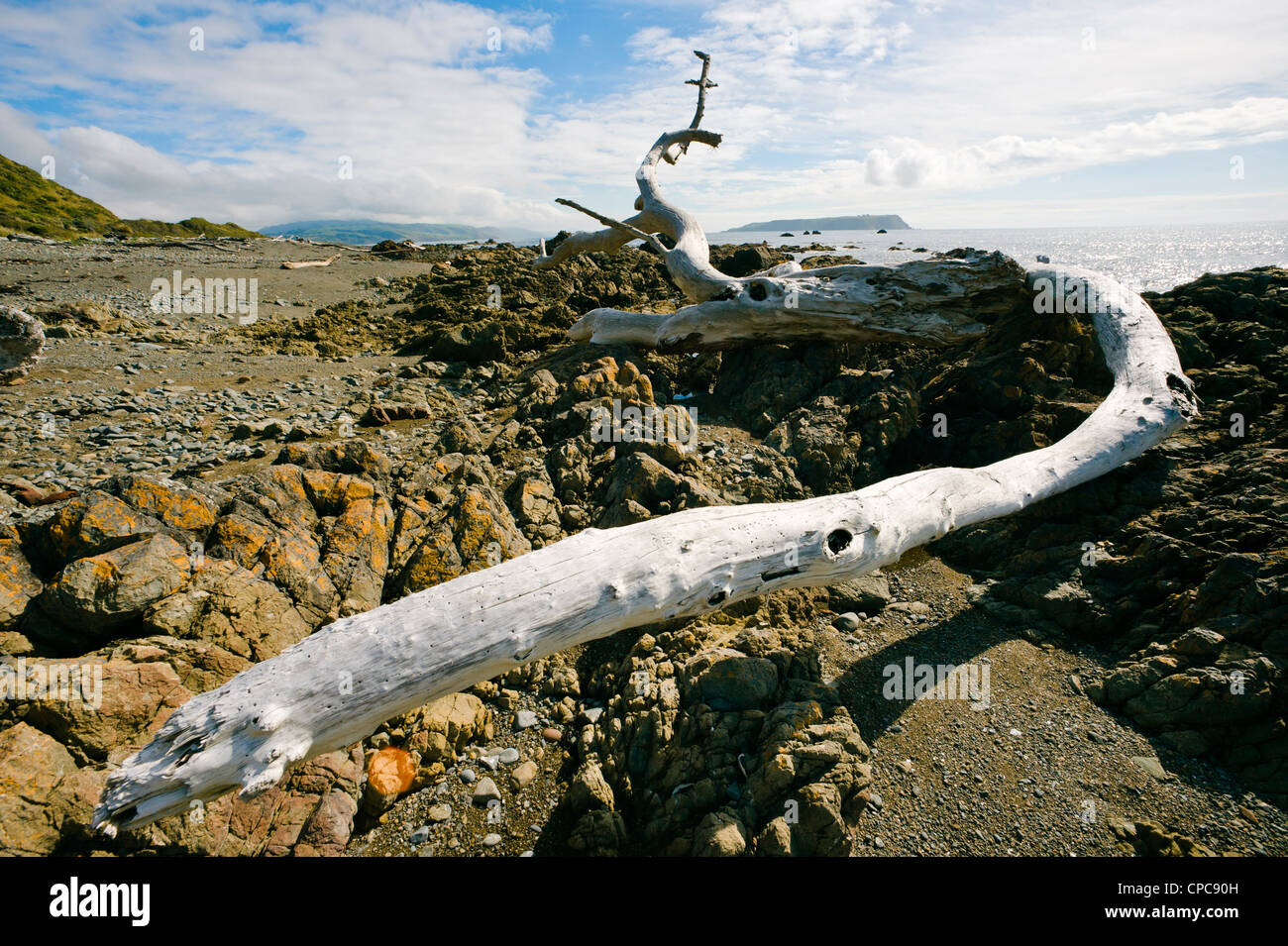 Driftwood tree on shoreline near Plimmerton, Porirua, New Zealand Stock