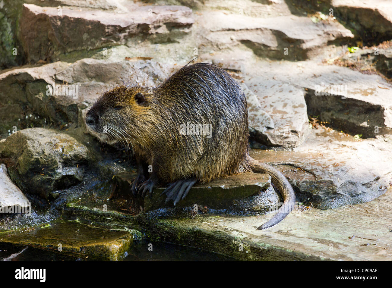 A Capybara sitting on a rock by the water Stock Photo